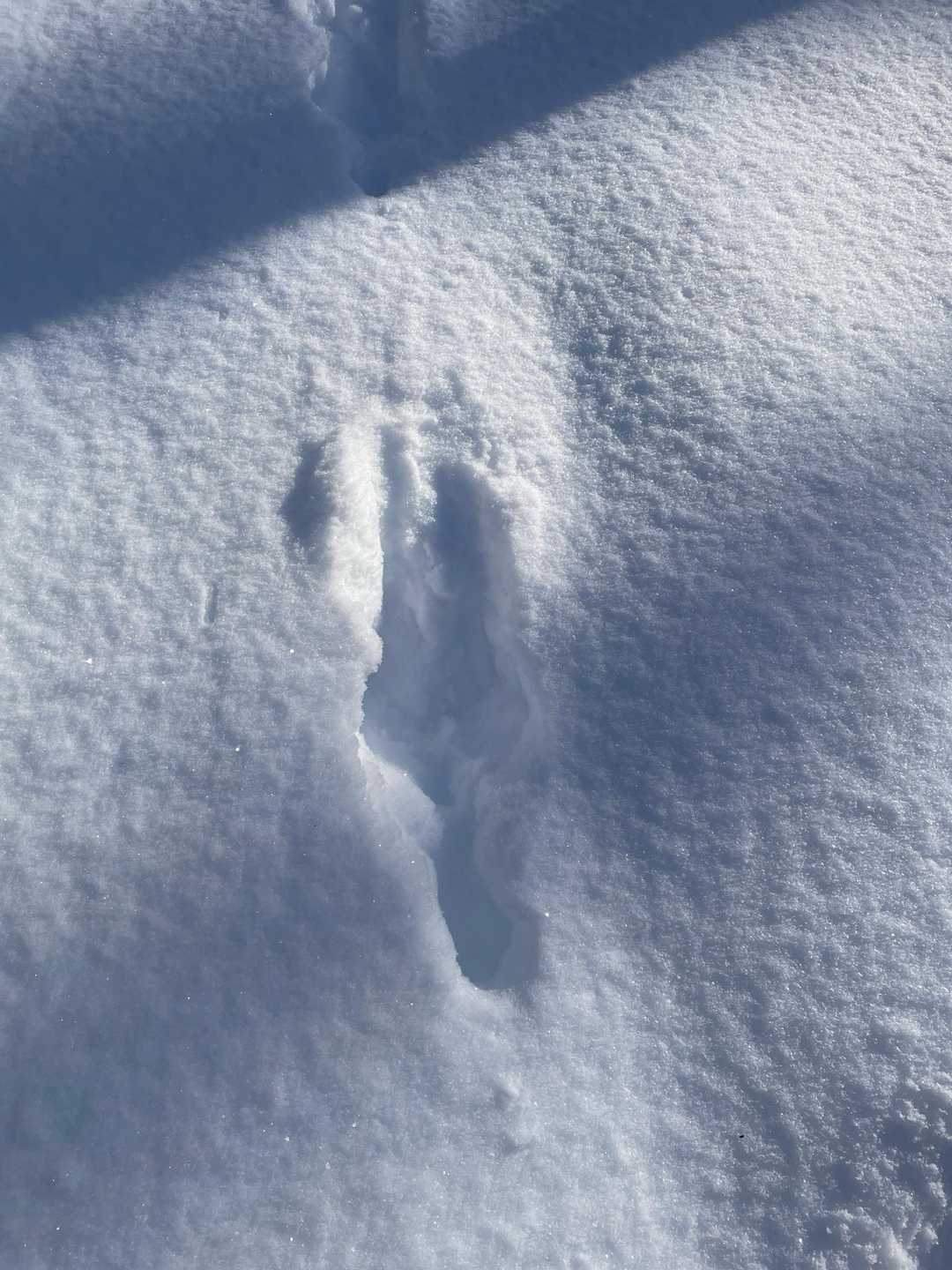 うさぎ🐰かしらね