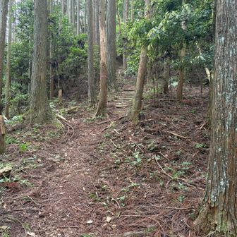 岩湧山三合目を目指す登り。
ここを少し登ったところで水がなくなり
体力も脚も限界を迎え完全に心が折れる。
これ以上続けてたらたぶん途中で
動けなくなってたかも。