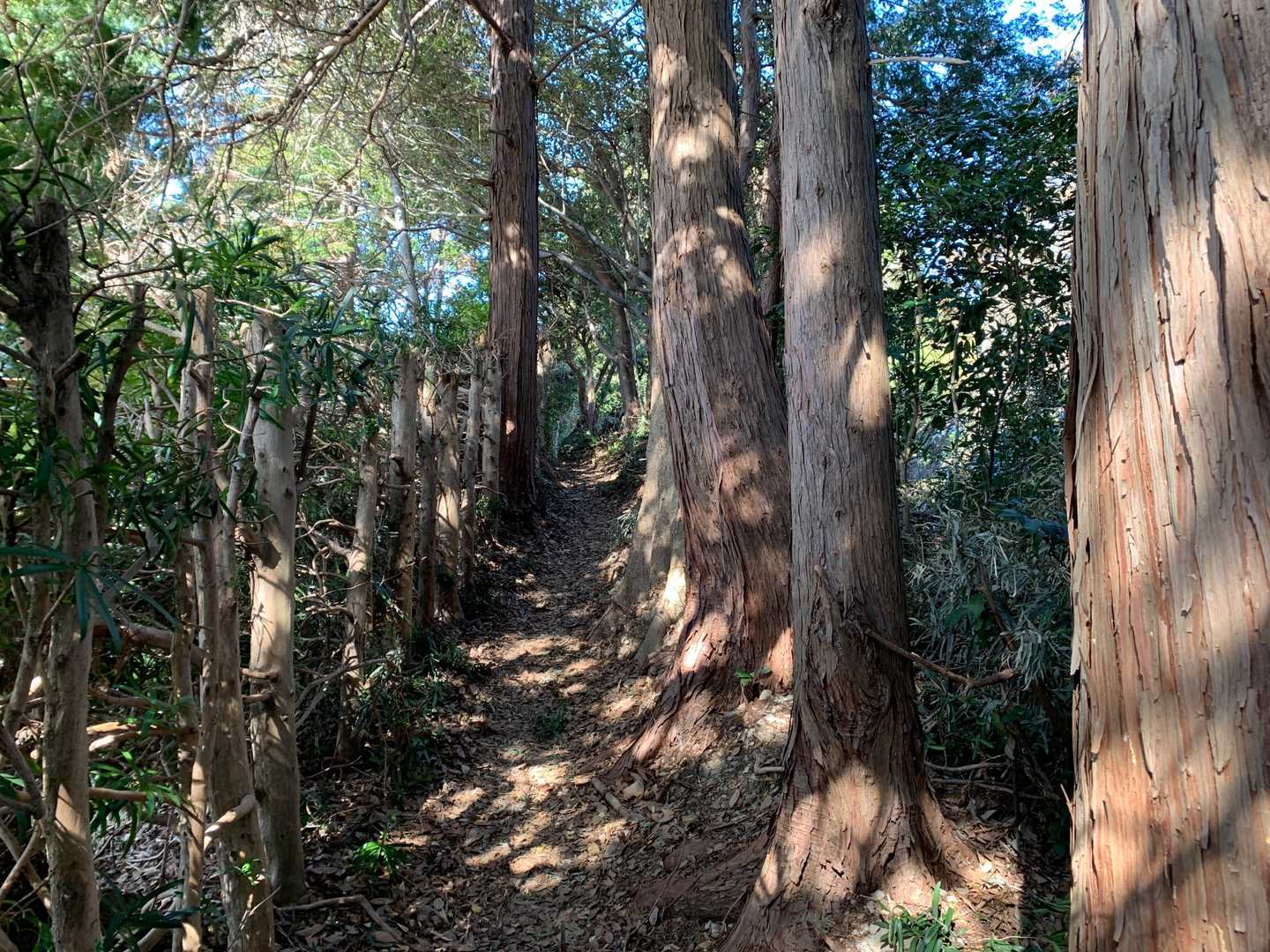 柏尾峠へ