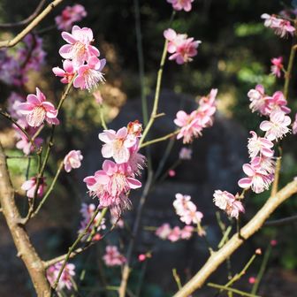 ちょっと控えめな紅梅