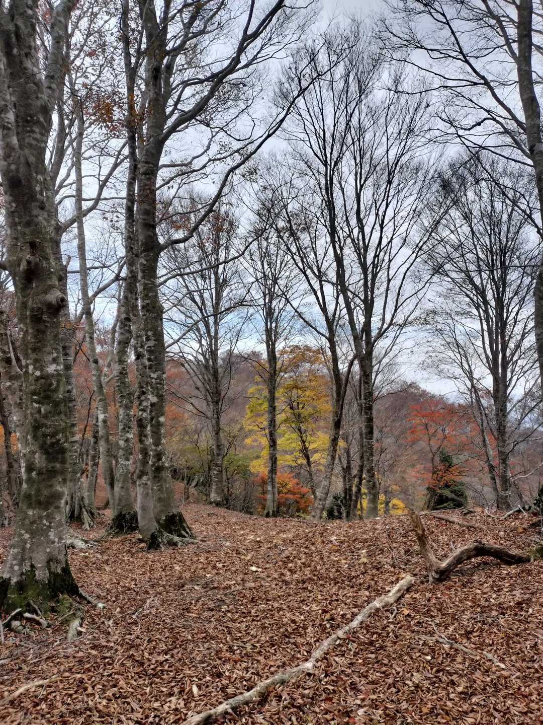 尾根に出ました