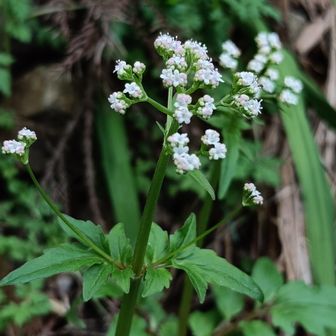 ﾂﾙｶﾉｺｿｳ🌸
