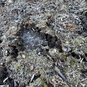 この時点で霜柱がごっつい