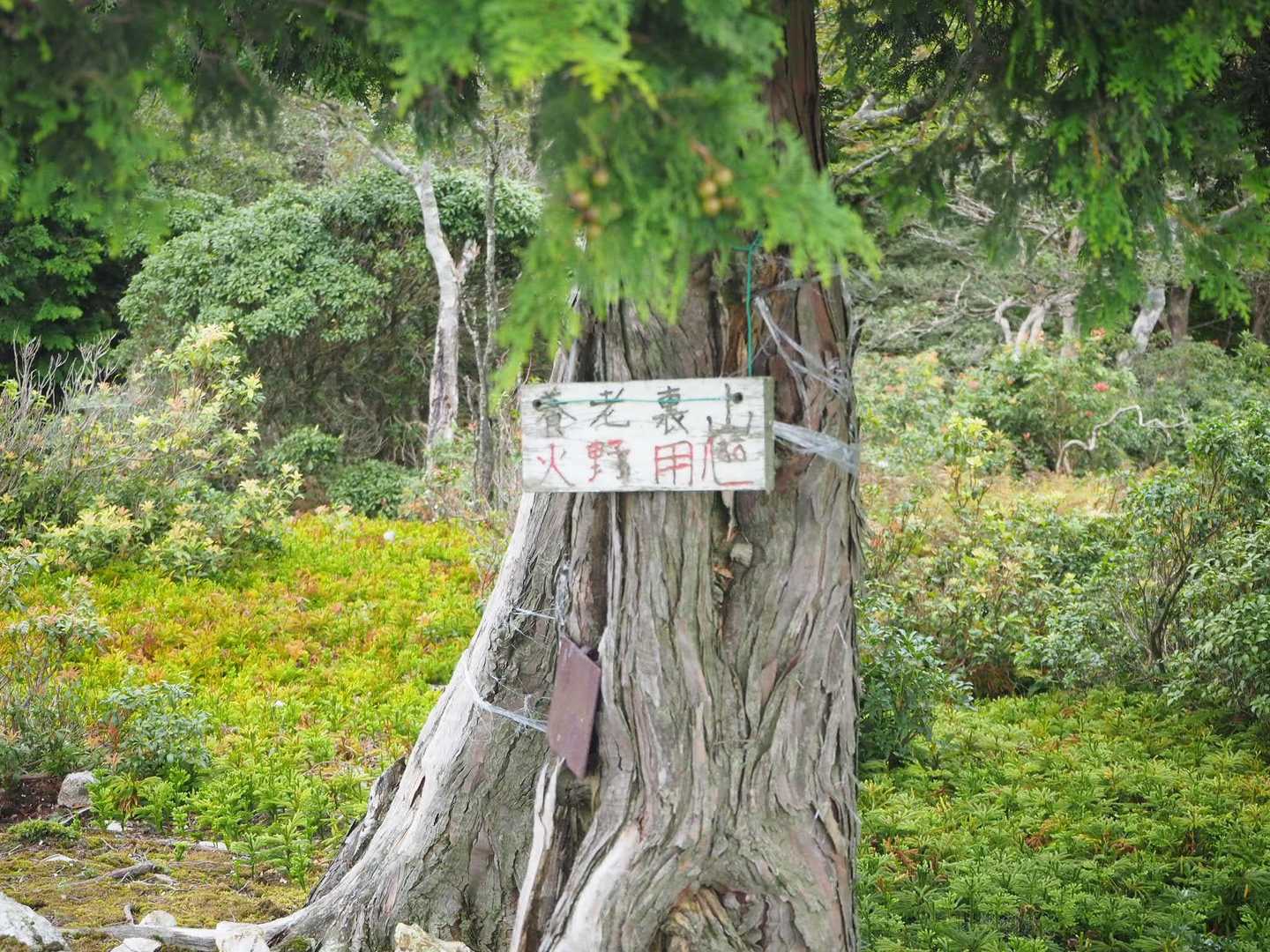 裏山山頂！