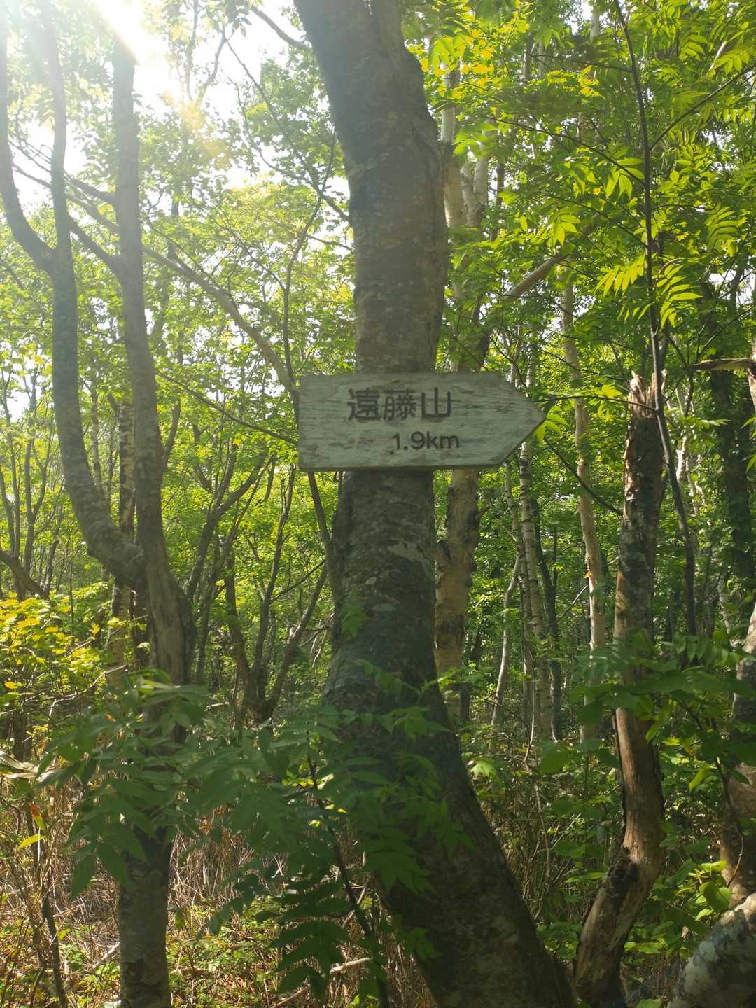 分岐なのでこっち