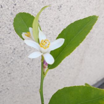 なかい