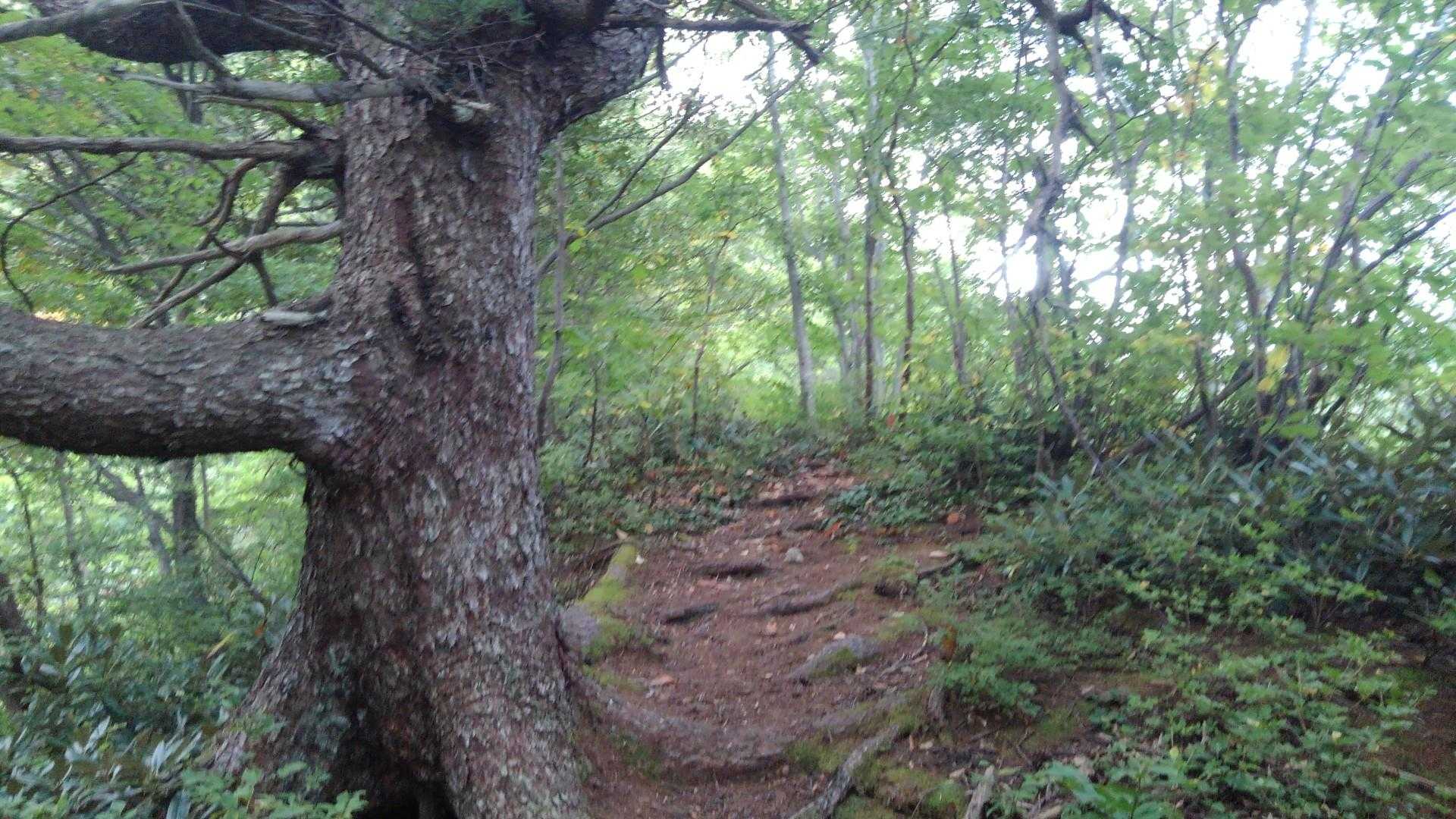 所々で平らになっている区間があるので休憩するならその時に‼️