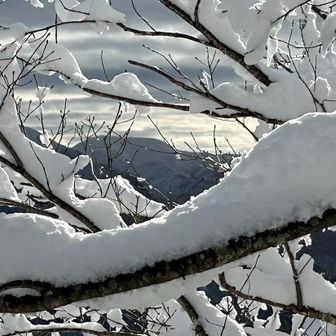 枝の隙間に大東だから〜