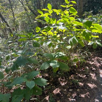 季節が合えば紫陽花にも出会えてたのね