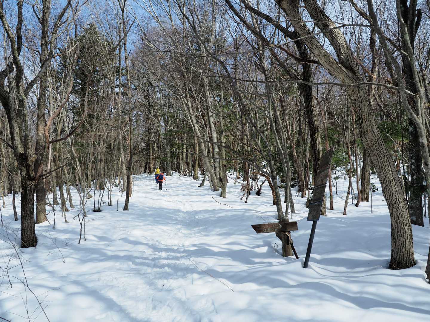 まわりに生えてる木が変わってきました。