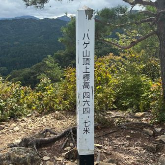 ハゲてました