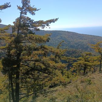 キタゴヨウの群生～茂り過ぎて、是の低い植物への悪影響があるらしい