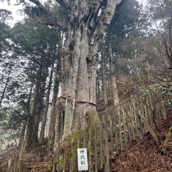 樹齢3000年
凄い迫力