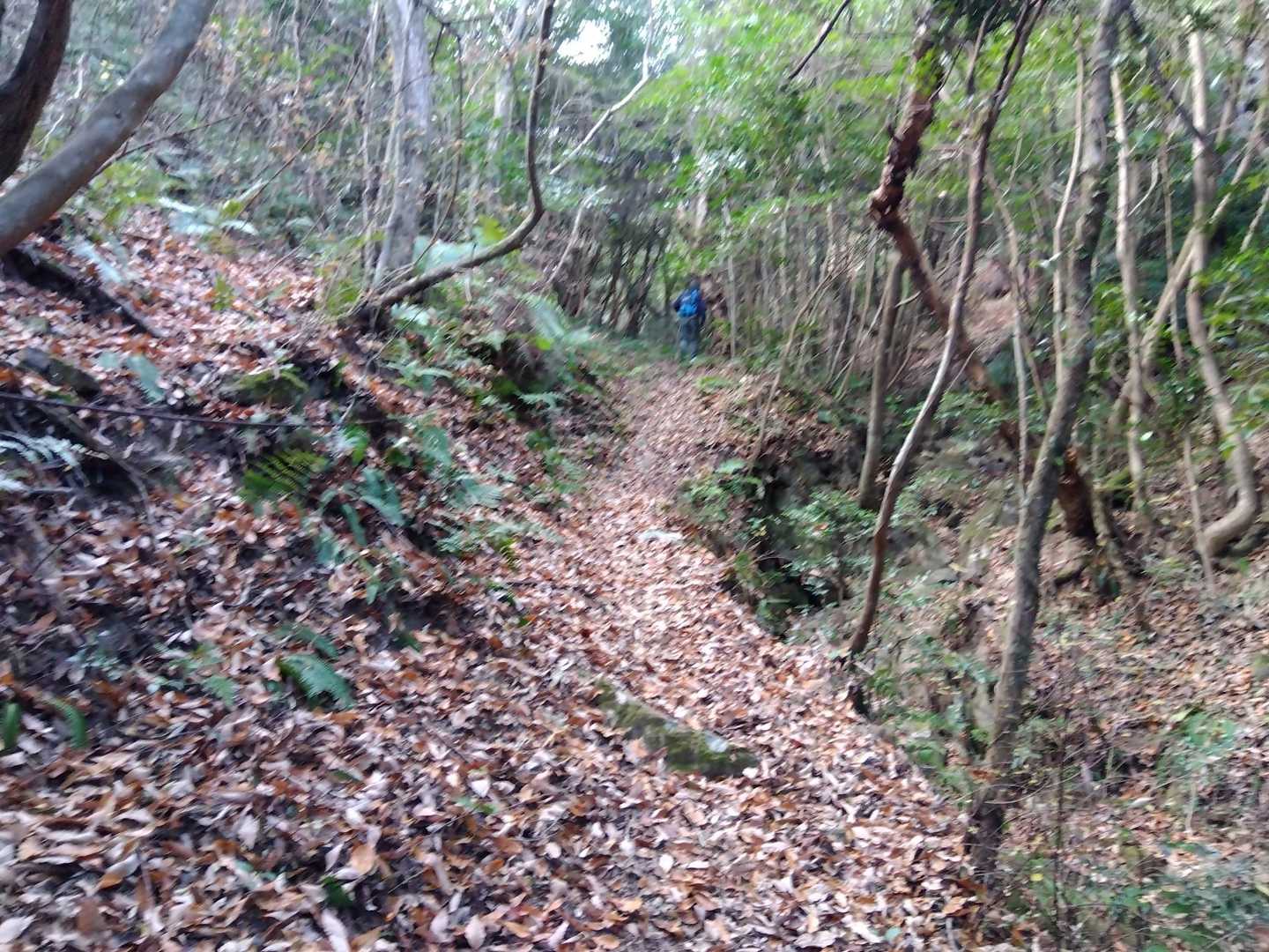 ここ…Ｐ246明神山の登山道に良く似てた