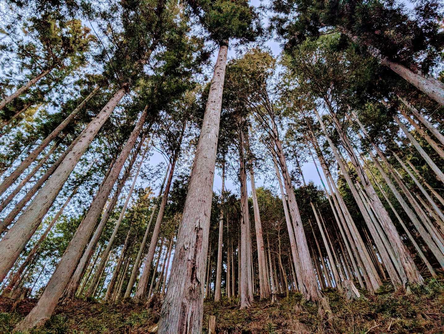 あぁ、杉の木が立ち並んだ登山道...🙄と見上げて、先に進むと〜