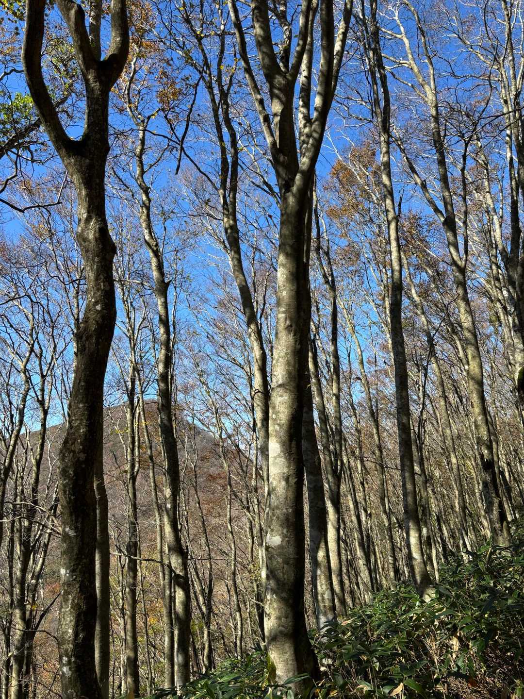 立烏帽子山駐車場発着｜池ノ段-竜王山 周回コースの写真
