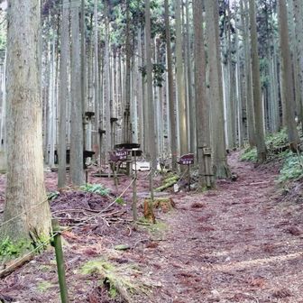 フォレストアドベンチャーの中を通り抜け、山へと・・・