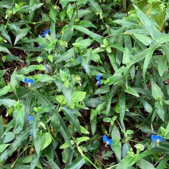 何の花かな？　宝石みたい