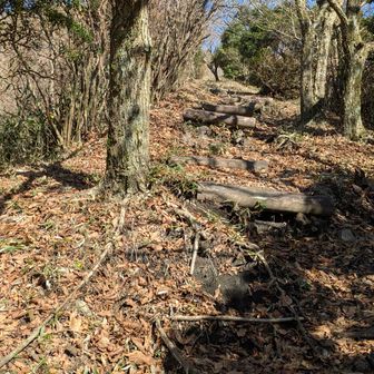 女岳から男岳の間は、穏やかで清々しい樹林帯歩き✨