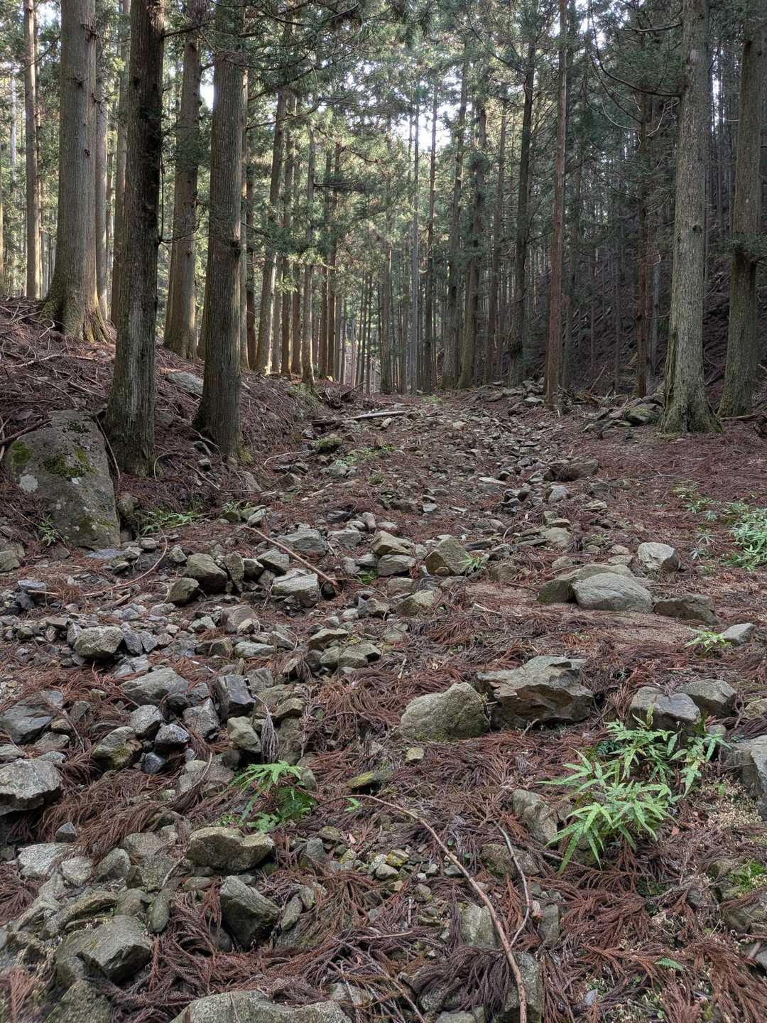 ゴロゴロした石で歩きづらい💧
たぶん昔は林業で木材搬出のトラックがここを出入りしたと思う