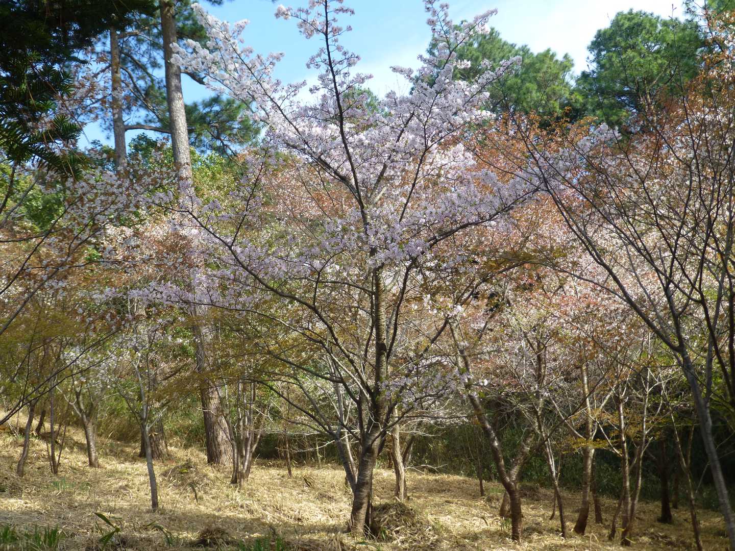 突然満開のヤマザクラが！