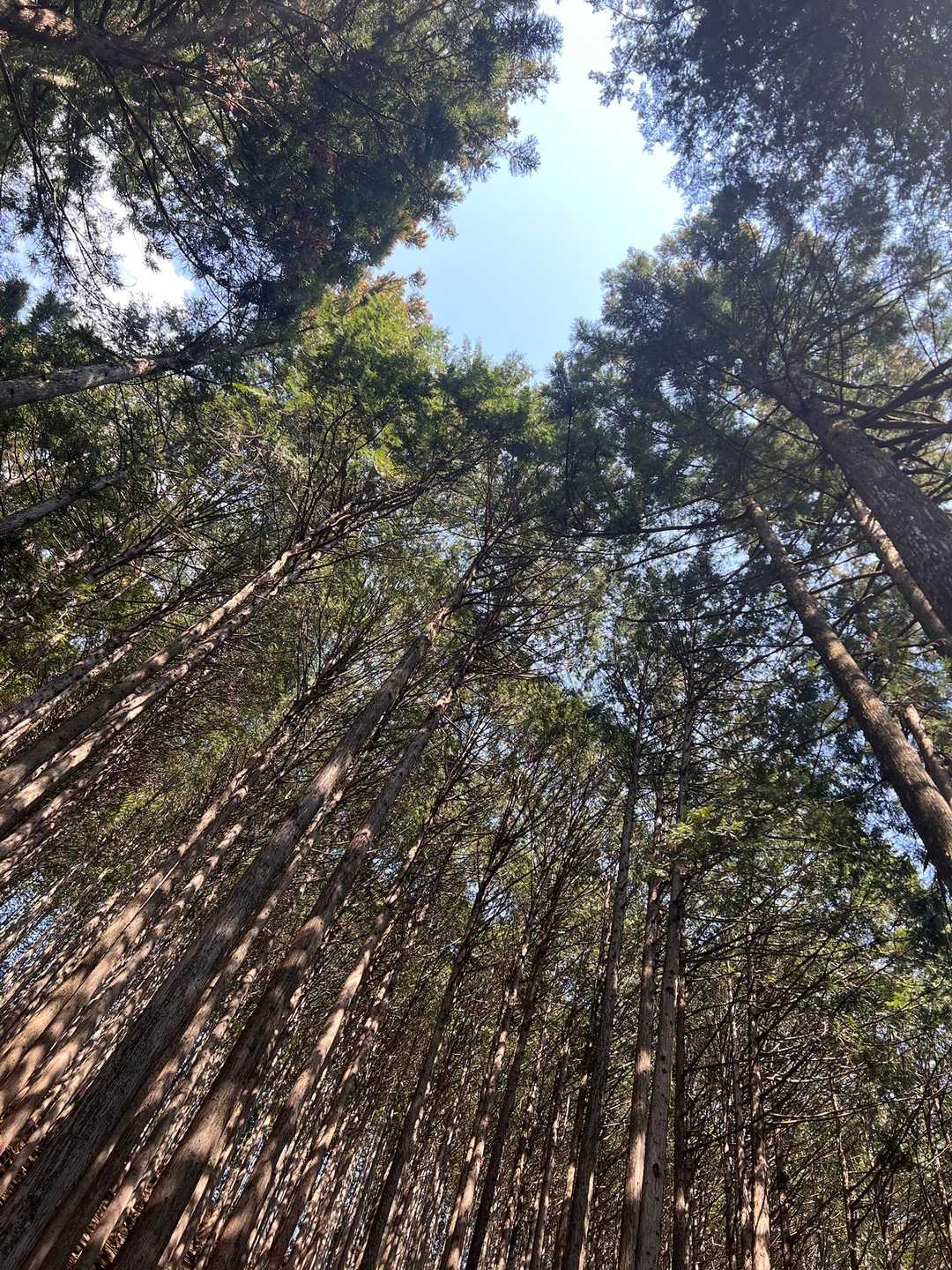 川乗橋バス停-川苔山登山口-川苔山-大根ノ山ノ神-鳩ノ巣駅 縦走コースの写真