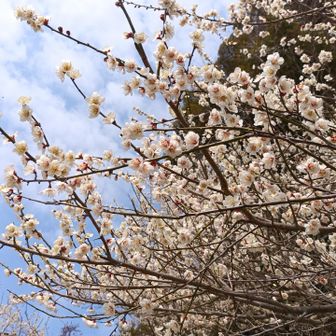 田辺市・高尾山・龍神山・奇絶峡 梅が咲いてました。この辺りは梅畑が広がっているので、この季節は良い景色が見られます。