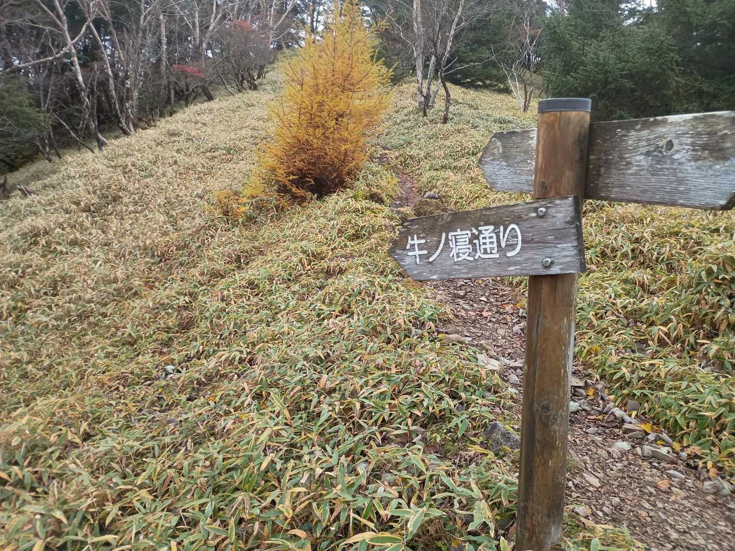 牛ノ寝通りに突入！！
先に団体さんがいてびっくり😳
ジワジワ来てるのか😝牛ノ寝！🤣