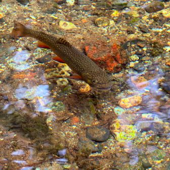 水の透明度がスゴイので魚もハッキリと
