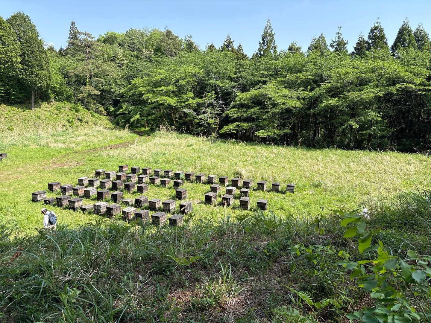 養蜂
