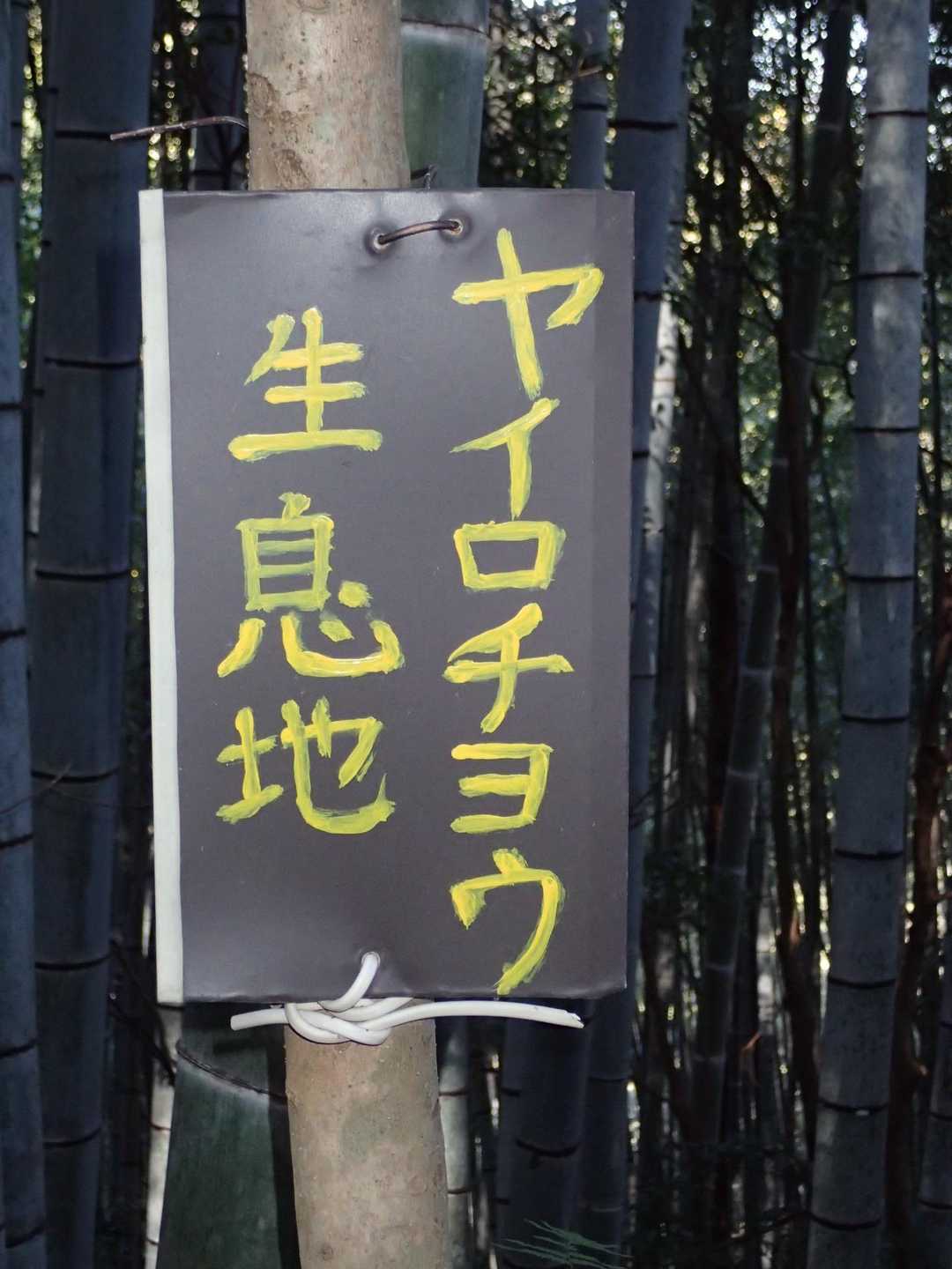 いるの❓😳
ヤイロチョウは県鳥になってます❗️
