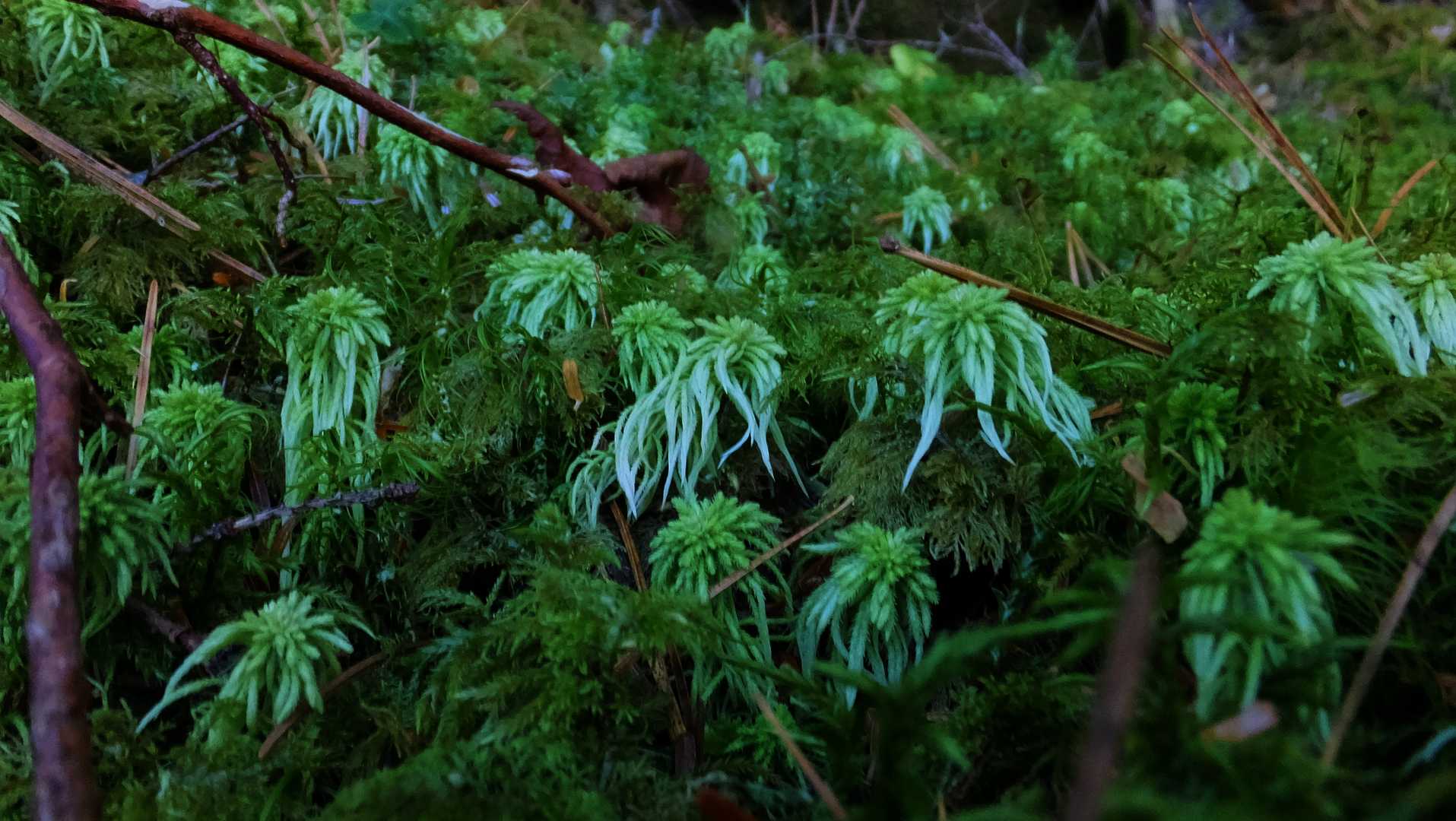 苔の魅力って何なんだろう🤔
ちょっと私には分からない世界です。