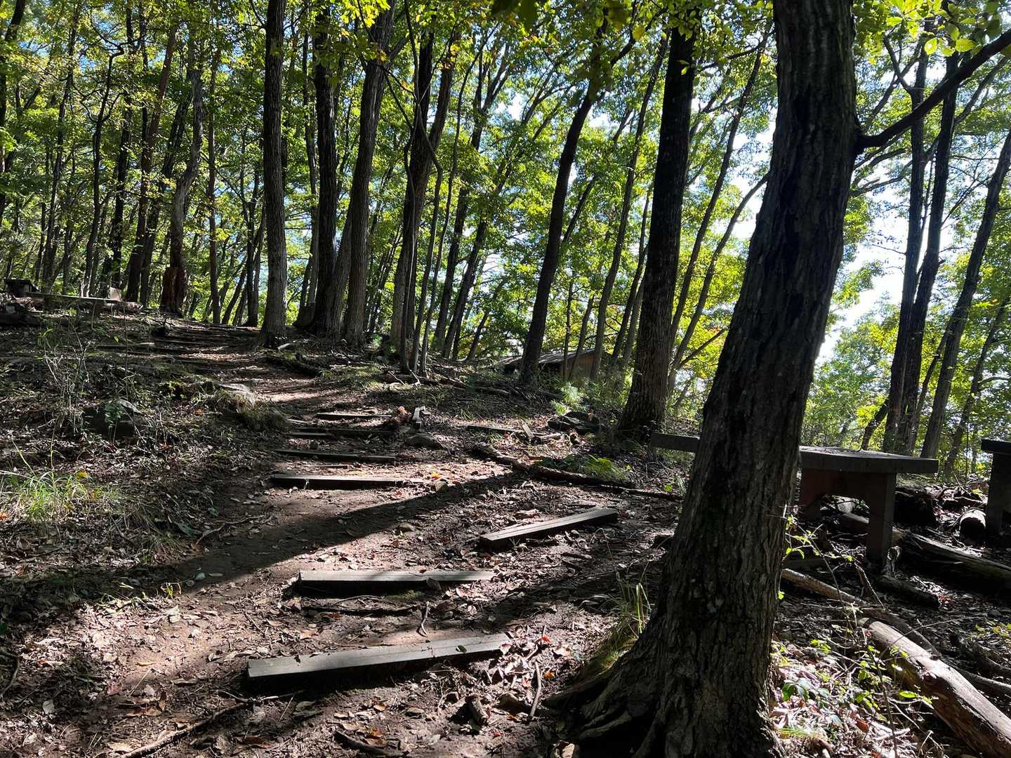 なだらかな登山道