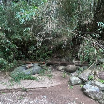 ここから登山口へ
これもわかりにくい