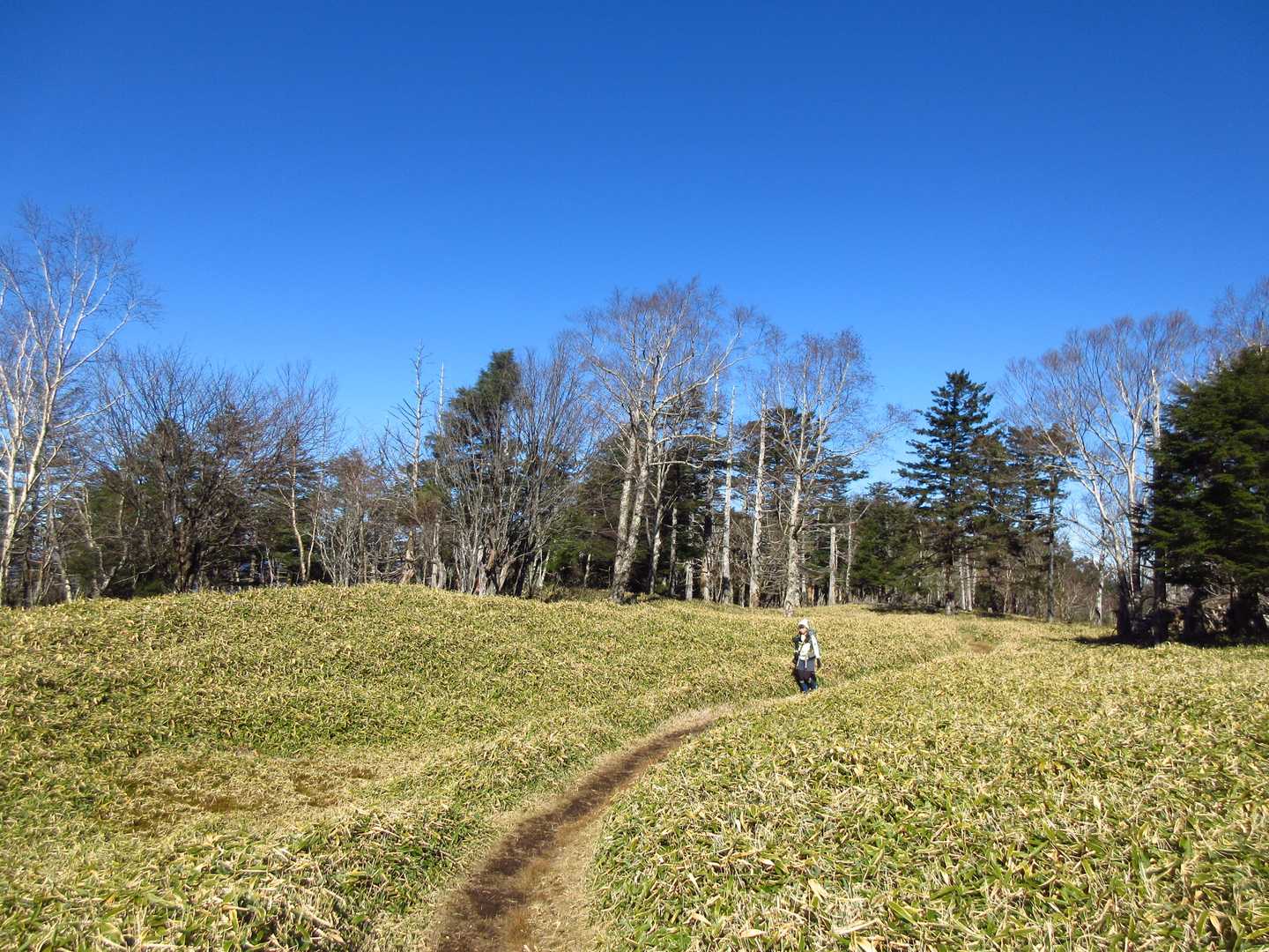 登山道[小金沢山山頂～牛奥ノ雁ヶ腹摺山山頂]
明るい笹原はいいですね。
