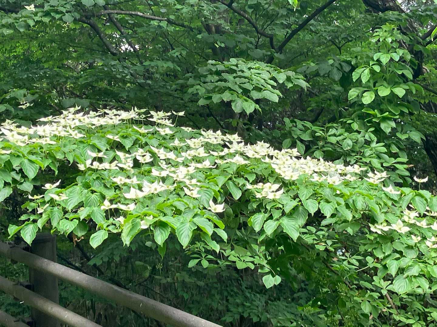 饒速日山 往復コースの写真