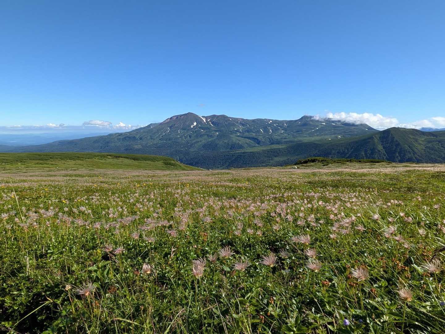 綿毛と旭岳⛰️