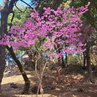 ミツバツツジ、ピンクが鮮やか🩷