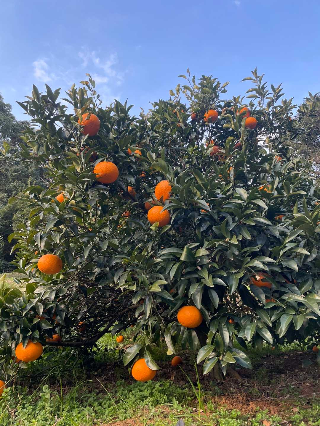 みかんが、たわわでした🍊