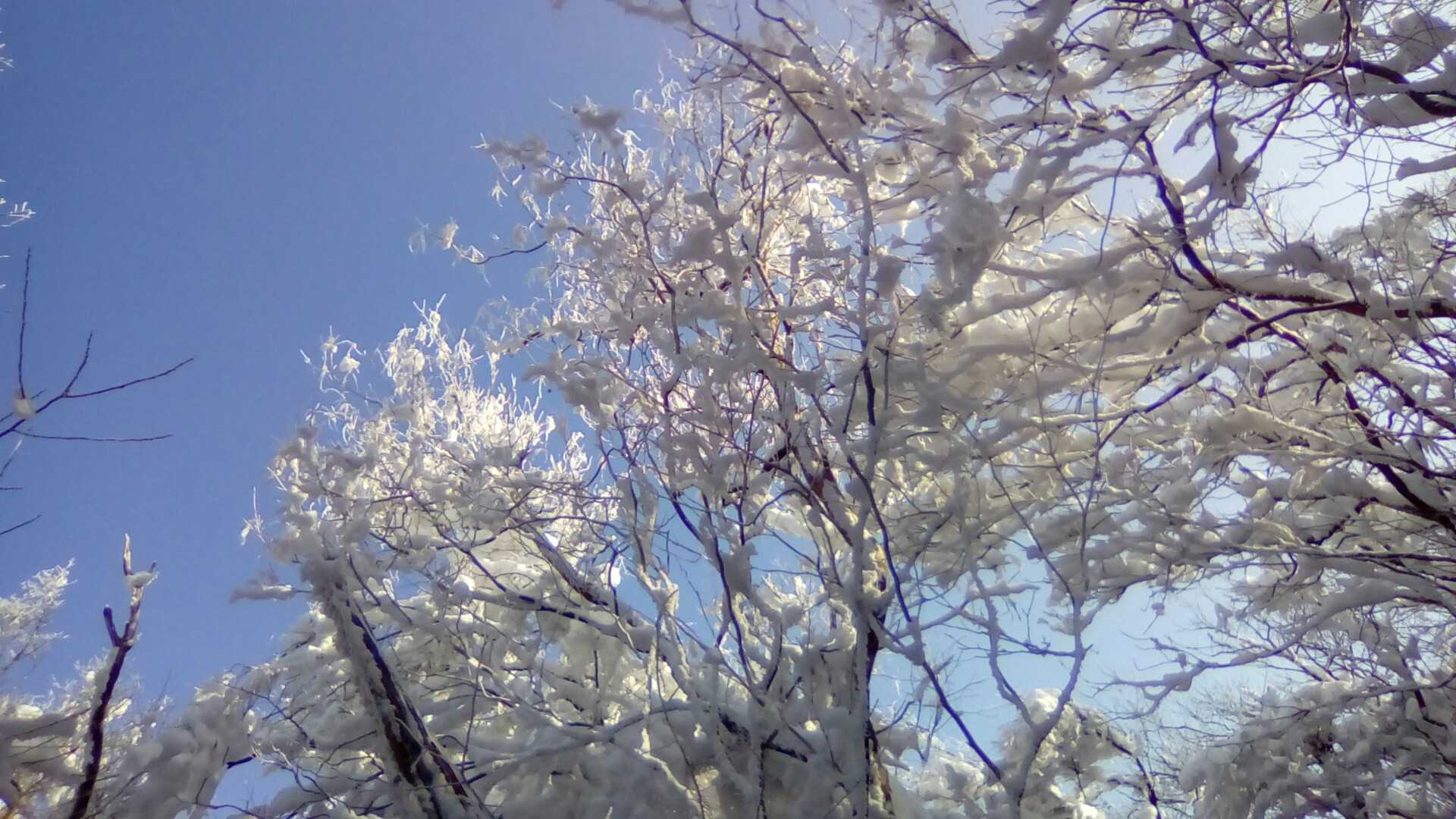 青空と樹氷はなんでこんなに綺麗なんだろう♥