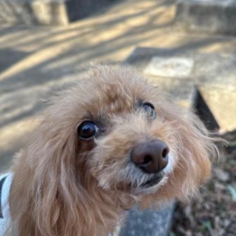 おやつもっとって言ってる🐟