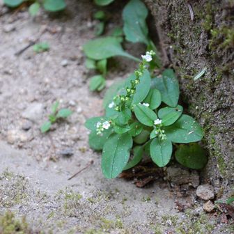 すみっこに咲いてたヤマルリソウのような花🌼