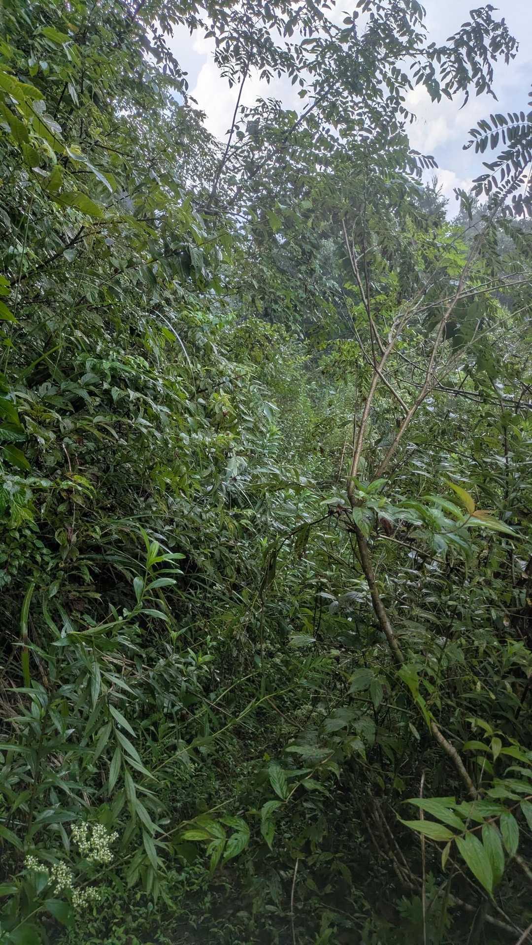 林道に向かうにはここを突破💦
背丈以上　あるやん😭
