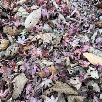 紅葉の葉っぱがたくさん！
紅葉の時期に来たら綺麗だろうなぁ〜