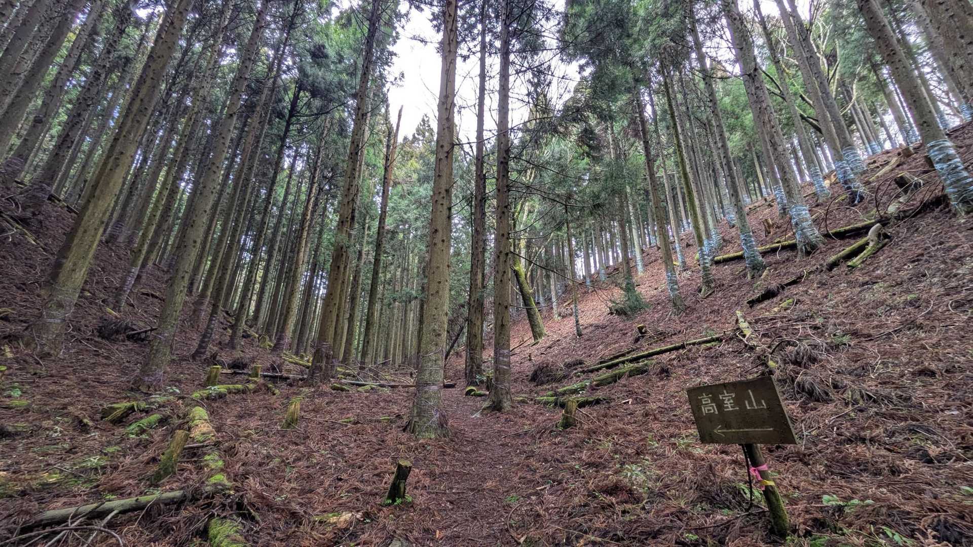佐目自然公園登山口-高室山登山口-高室山 往復コースの写真