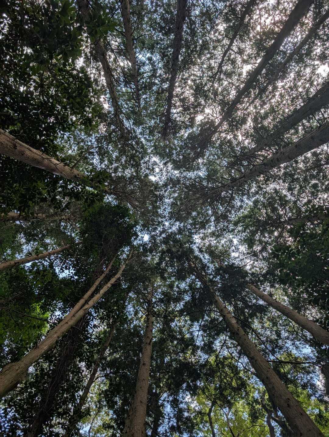 見上げます😁