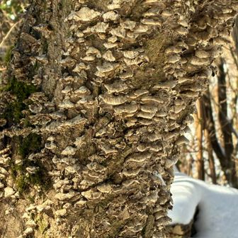 うわー、なにこれ？
キノコ？びっしり生えている。ゾワゾワするなぁ。