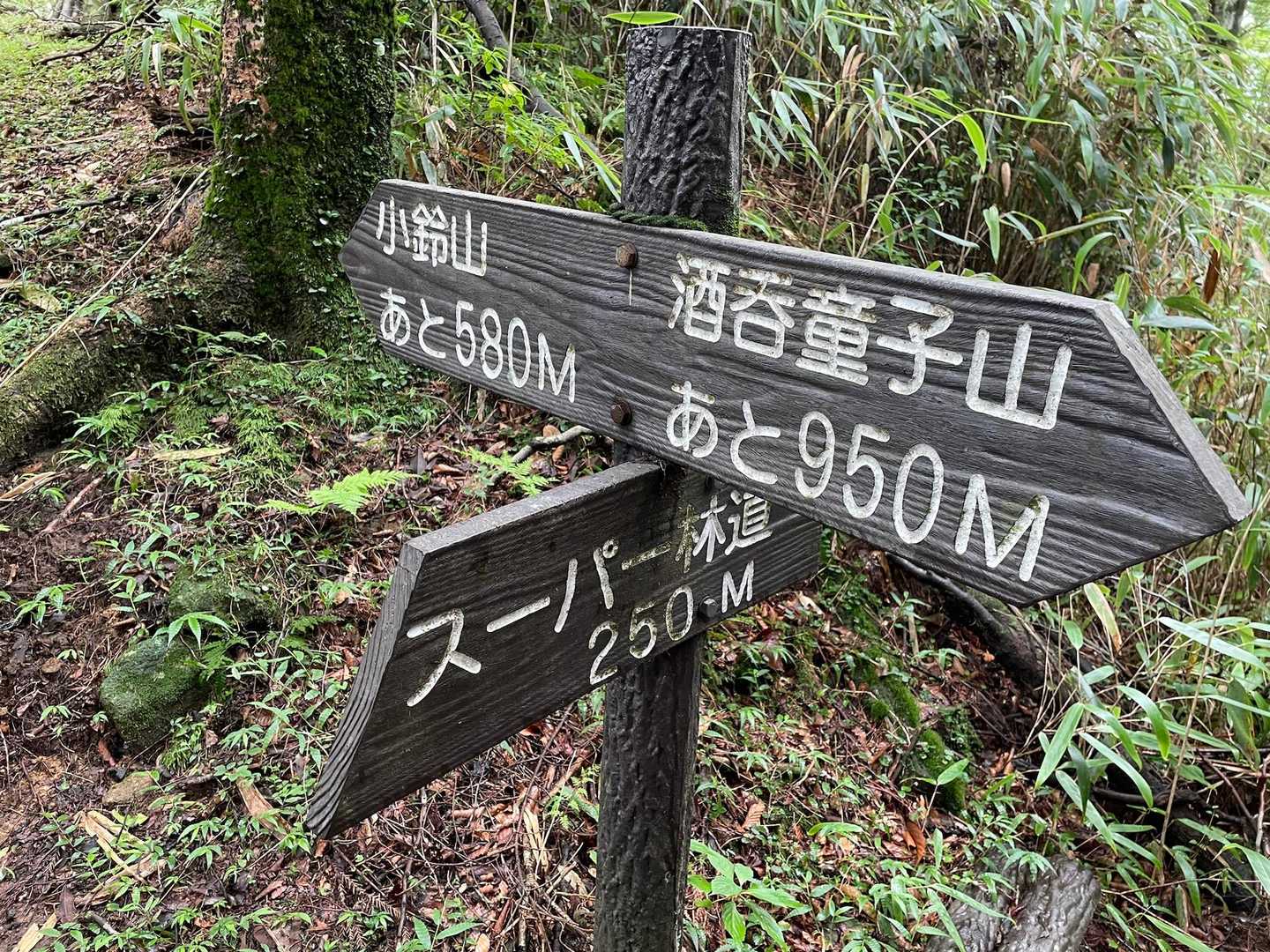 下山は林道を通ります。
