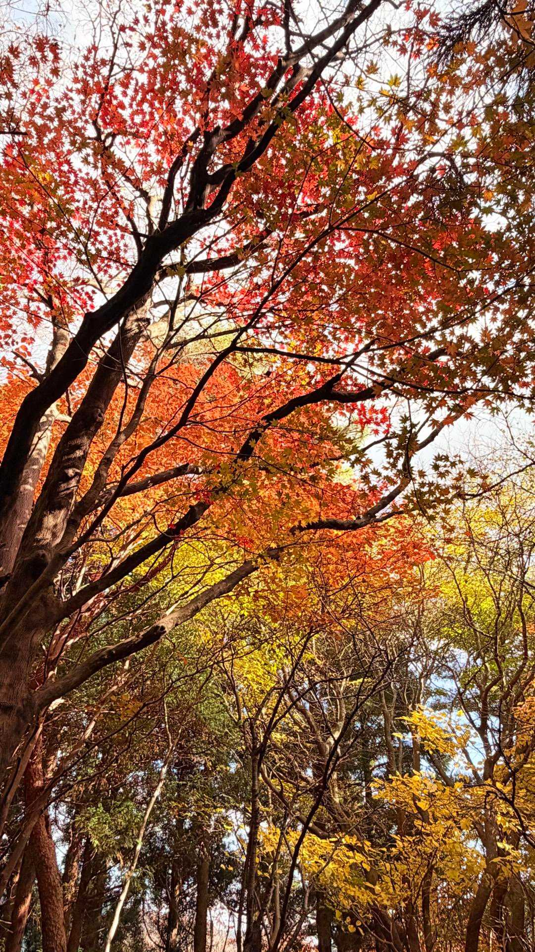 ヤビツ峠-岳ノ台-菩提峠-三ノ塔 周回コースの写真