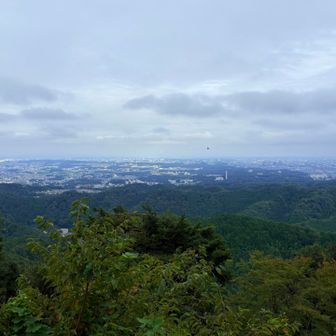 タマゴタケに会いに来た。